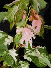 Acer pseudoplatanus 'Leopoldii' 